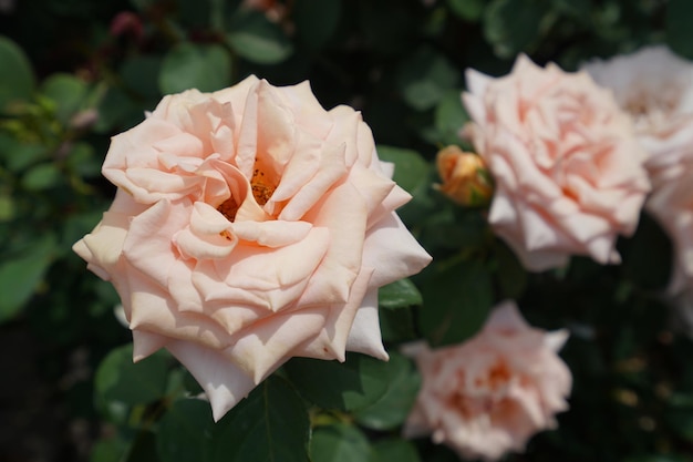 Closeup shot of blooming pink roses