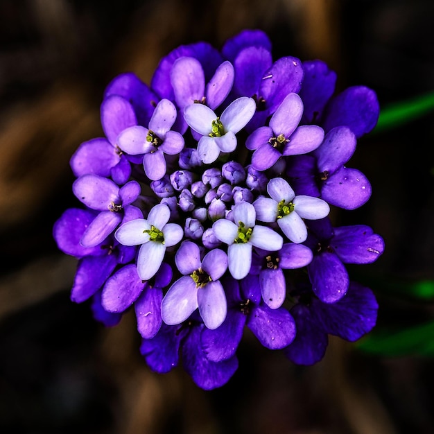 Photo closeup shot of blooming purple iberis umbellata flowers