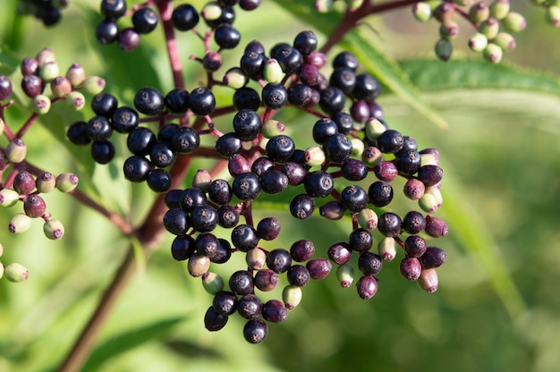 Closeup shot of the blossoming Elderberries on the fresh green botanical background