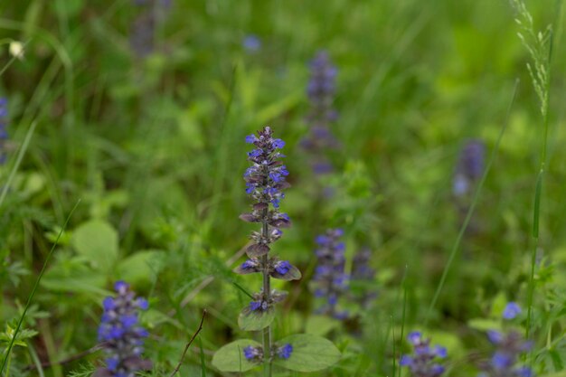 Closeup shot of blue flowers of Ajuga reptans Atropurpurea in spring