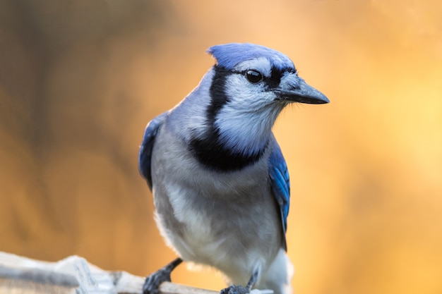 Closeup shot of a blue jay perched on a branch d