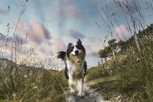 Closeup shot of a Border Collie standing in the field under a cloudy sky