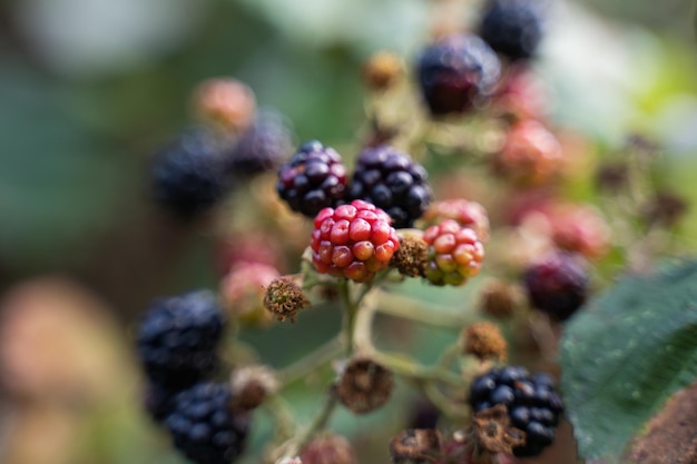 Closeup shot of boysenberries growing under the sunlight