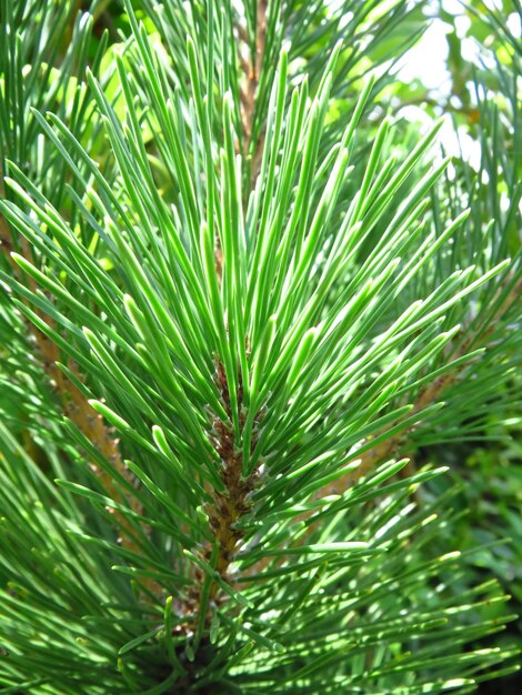Closeup shot of a branch of a fir tree