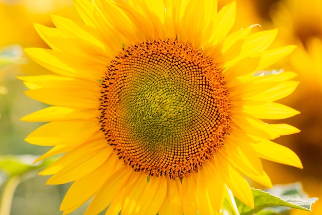 Closeup shot of bright blooming sunflower Yellow sunflower in agricultural field