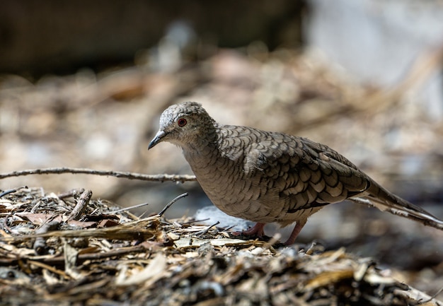 Closeup shot of a brown bird with a black beak sitting on the ground