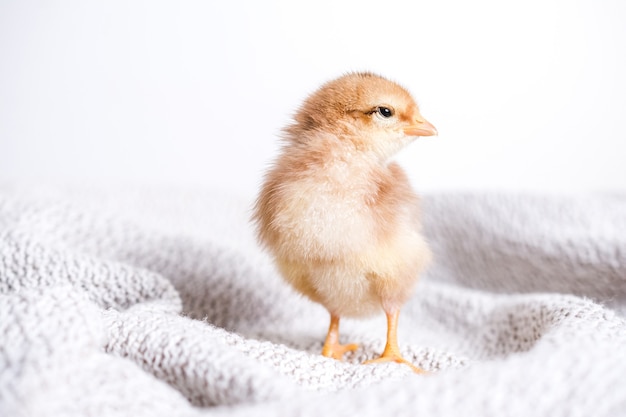 Closeup shot of brown chick on a cloth