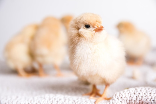 Closeup shot of brown chicks on a cloth with a white surface