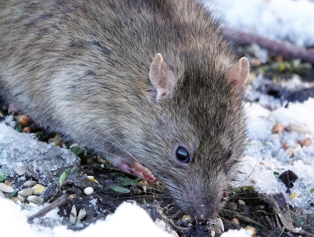 Closeup shot of a brown rat