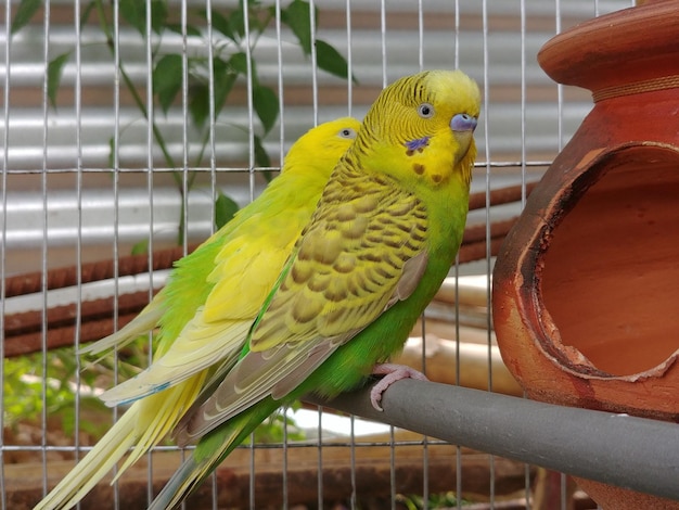 Closeup shot of budgerigars in a cage