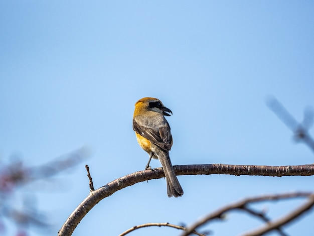 Primo piano di uno shrike testa di toro appollaiato su un ramo