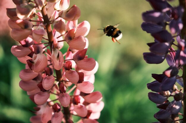 Closeup shot of a bumblebee flying into a pink lupine flower