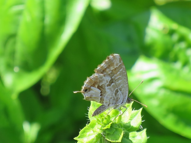 Closeup shot of a butterfly on a blade of grass