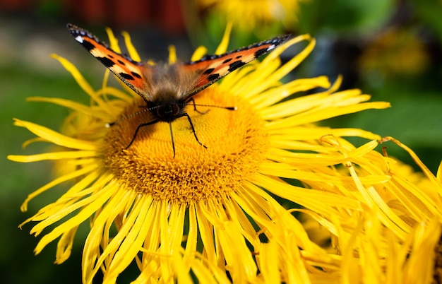 Closeup shot of a butterfly on a sunflower