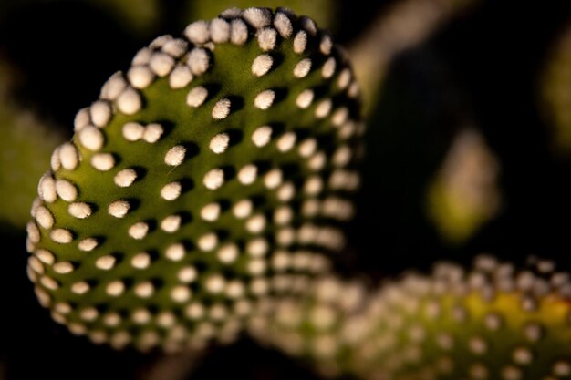 Photo closeup shot of a cactus