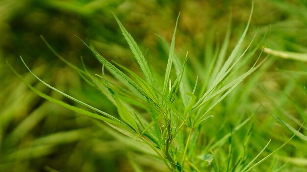 大麻植物のクローズアップショット