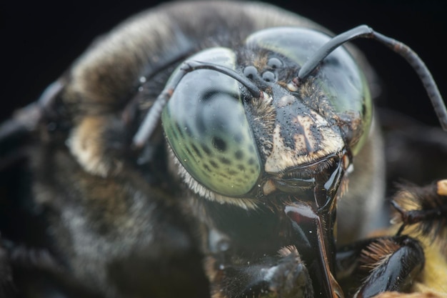 Photo closeup shot of carpenter bee