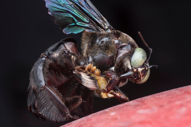 Photo closeup shot of carpenter bee