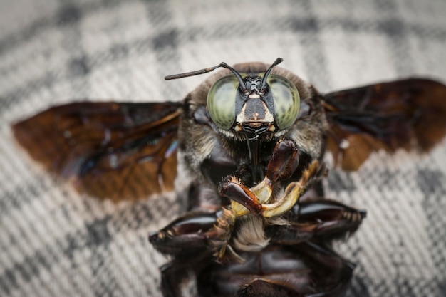Photo closeup shot of carpenter bee