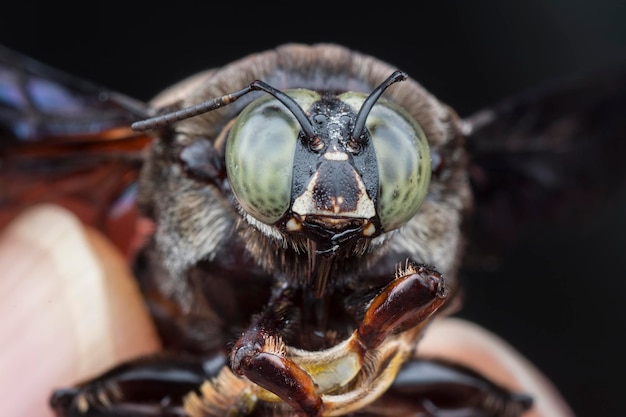 closeup shot of Carpenter bee