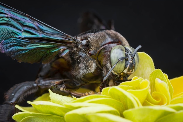 Photo closeup shot of carpenter bee