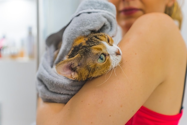 Closeup shot of a cat in a blanket held by a woman Pet concept