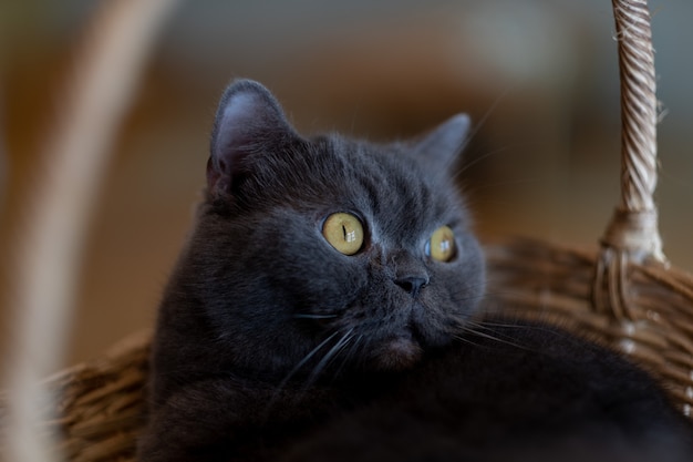 Closeup shot of a cat on the ground, home animal