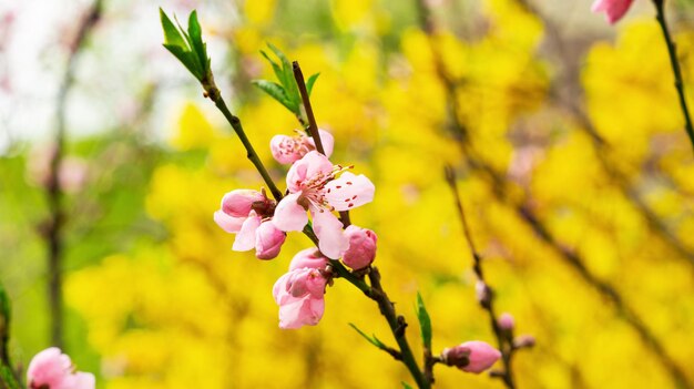 Closeup shot of cherry blossoms on the tree branches