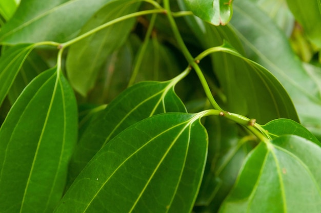 Closeup shot of the Cinnamomum camphora tree's patterned leaves