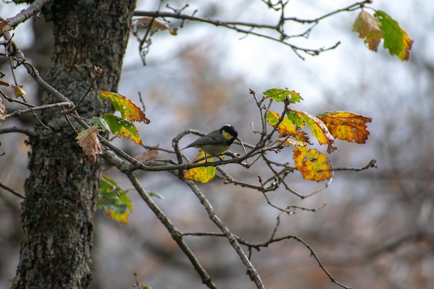 Mirebeck의 오크 가지에 그친 Coal tit Periparus Ater의 근접 촬영 샷