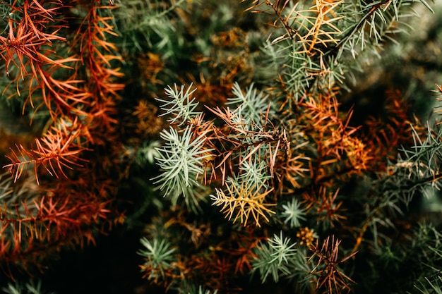 カラフルな植物のクローズアップショット