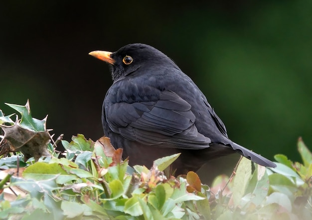 Closeup shot of a common blackbird