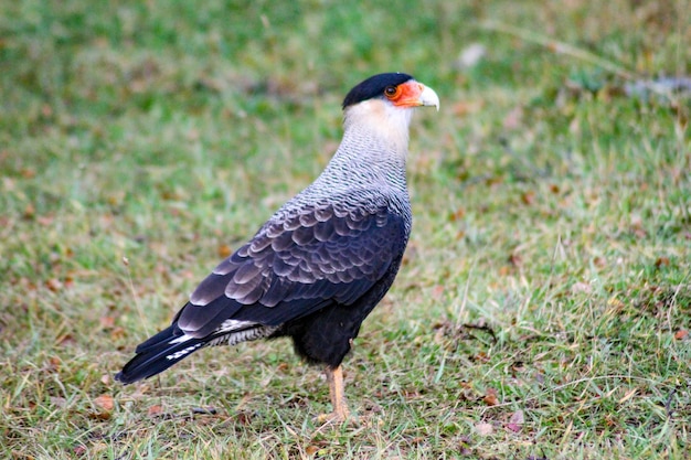 Closeup shot of a crested caracara bird