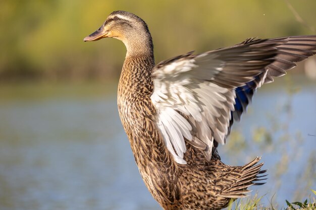 Closeup shot of a cute big brown duck ready to fly