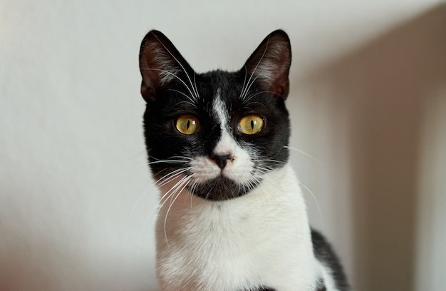 A closeup shot of a cute black and white cat with bright yellow eyes