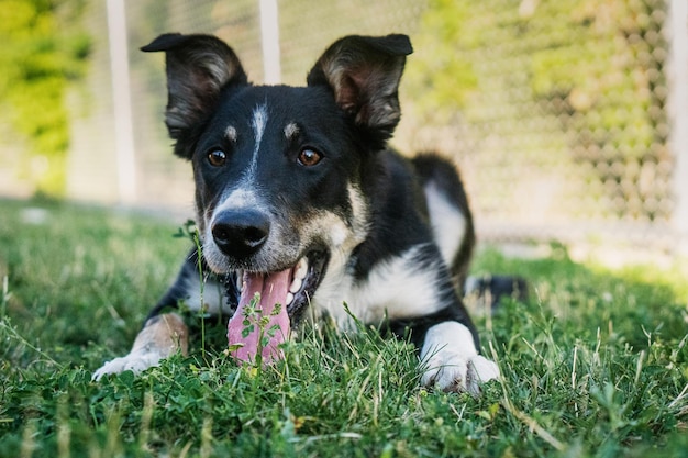 Closeup shot of a cute Border Collie on a grass