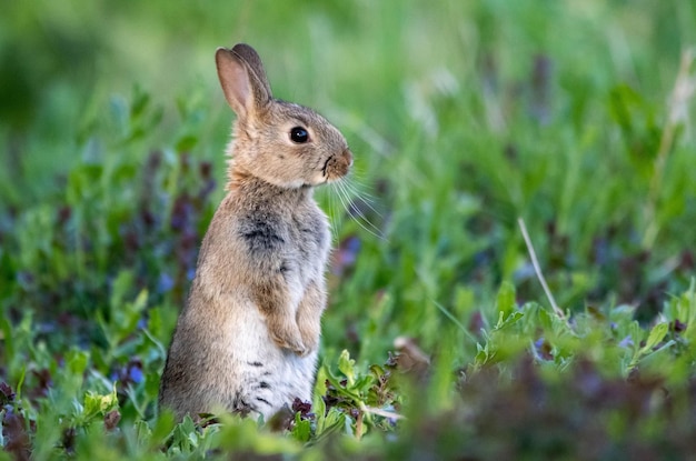 Снимок крупным планом милого кролика в его естественной среде обитания