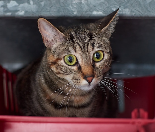 A closeup shot of a cute cat with yellow eyes