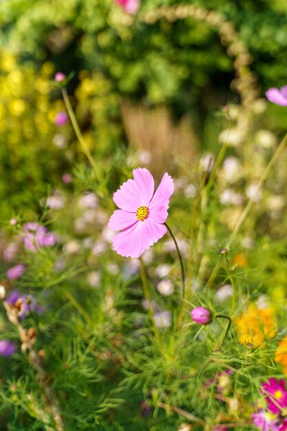 日光の下でかわいいコスモスの花のクローズアップショット