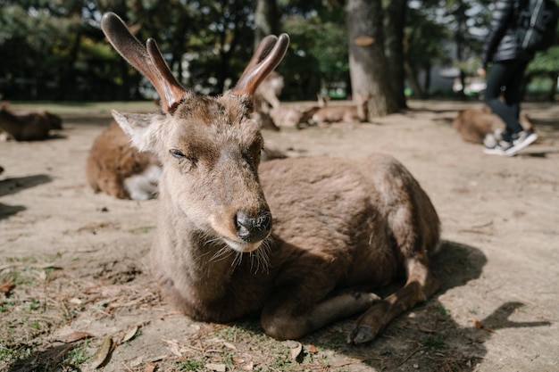 Closeup shot of cute deer bathing in the sunshine in nara park.\
the sacred animal in nara, japan, symbol of the city. animal theme\
and wildlife concept