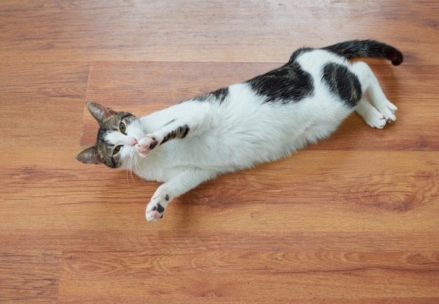 床に横たわっているかわいいふわふわ猫のクローズアップショット