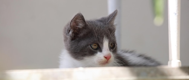 Closeup shot of a cute graywhite kitten