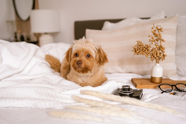 Photo closeup shot of a cute little dog on the bed with a camera, vase, and a reading glasses beside it