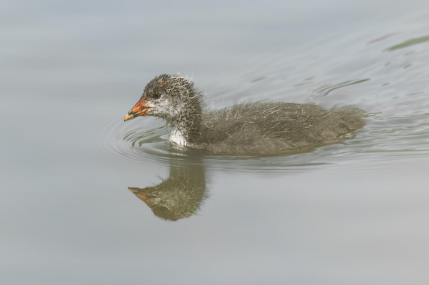 closeup shot of a cute little duck swimming in the lake