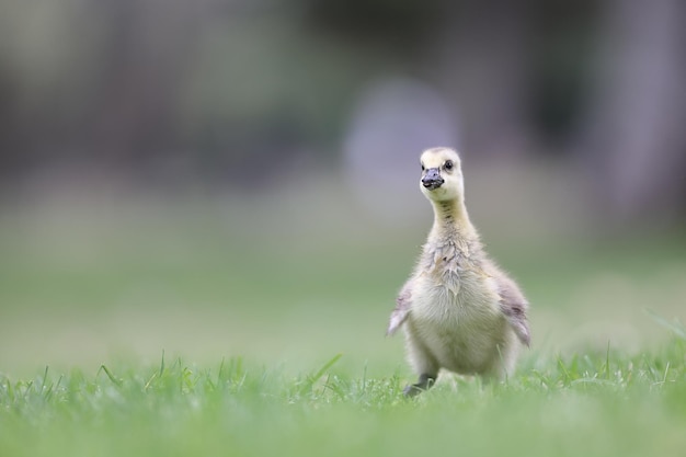 Closeup shot of a cute little malleefowl