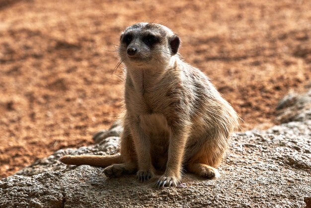 Photo closeup shot of a cute meerkat