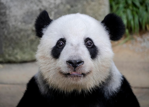 Closeup shot of a cute panda face looking at the camer