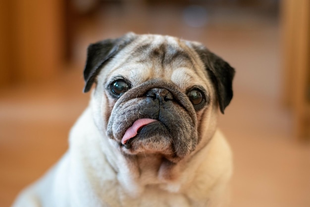 Closeup shot of a cute pug face on a blurred background