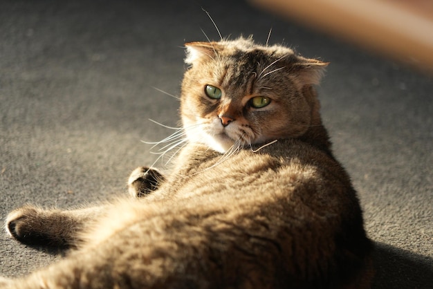 A closeup shot of a cute Scottish Fold brown cat laying and looking back to the camera