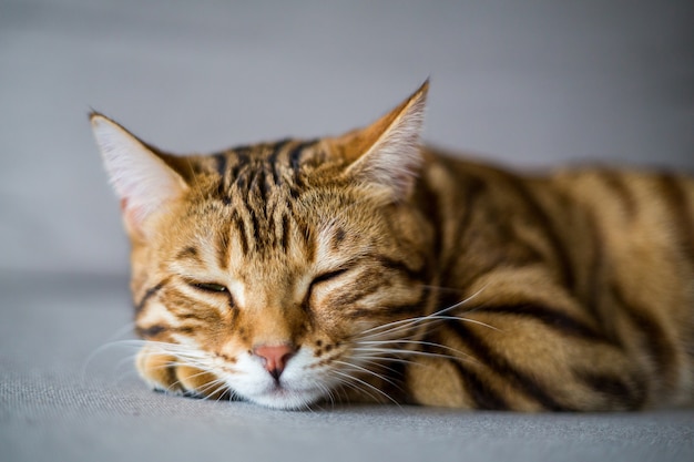 Primo piano di un simpatico gatto bengala addormentato